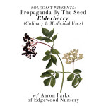 Elderberry (Culinary & Medicinal Uses)