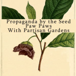 Paw Paws with Partisan Gardens
